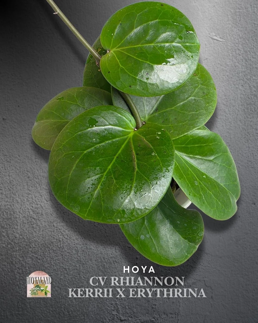 🌞 Hoya Stenophylla | Rare Grass-Like Foliage 🩷 — Hoya Land Rare